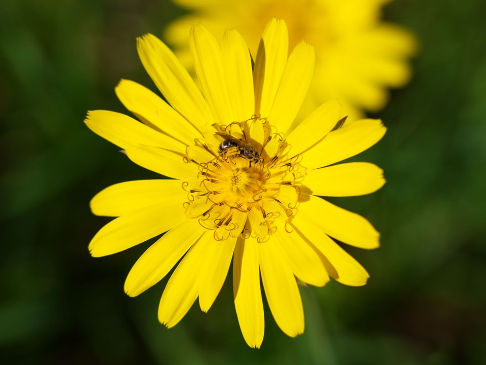 Wiesen-Bocksbart mit Wildbiene